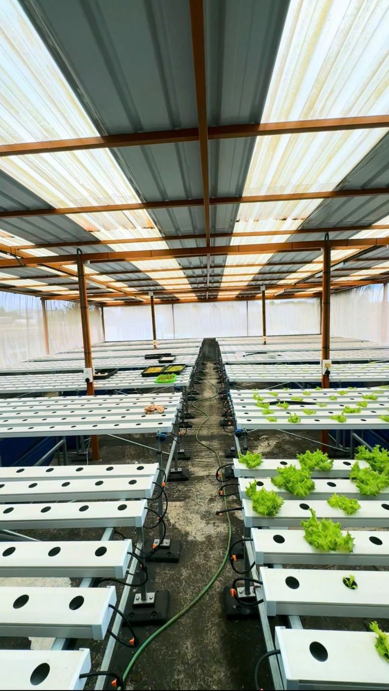 Rows of NFT growing tables