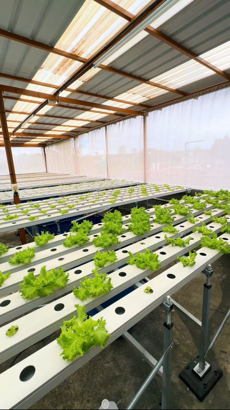 NFT channels with lettuce ready for harvest