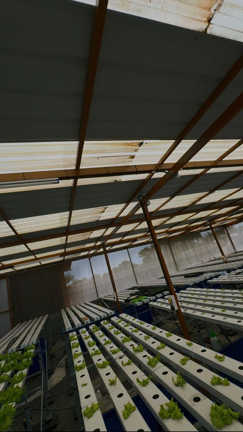 Translucent roofing and shade netting